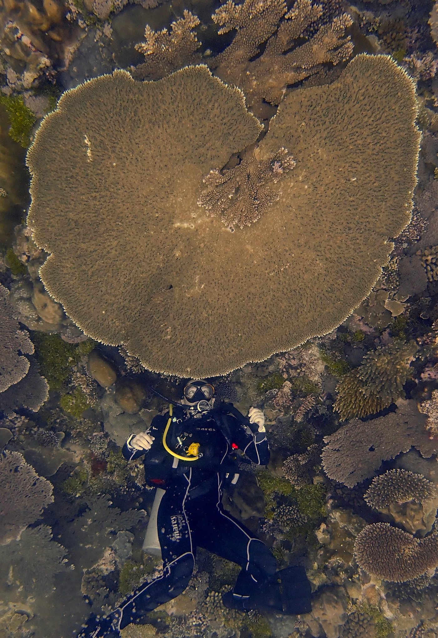 Daisy Buzzoni beneath a large table coral during marine fieldwork