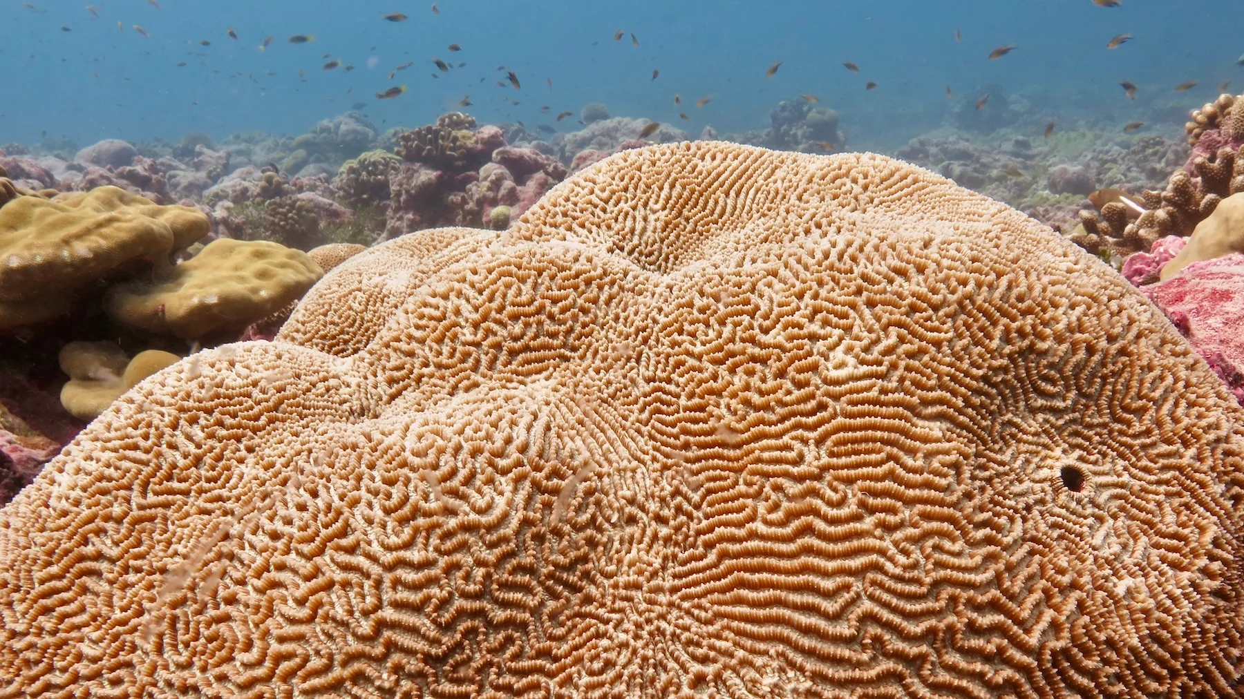 Close-up view of brain coral ridges