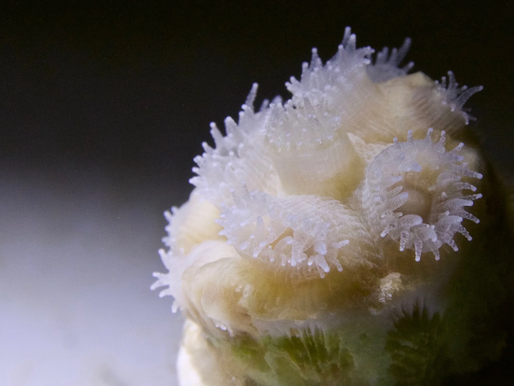 Experimentally bleached coral fragment