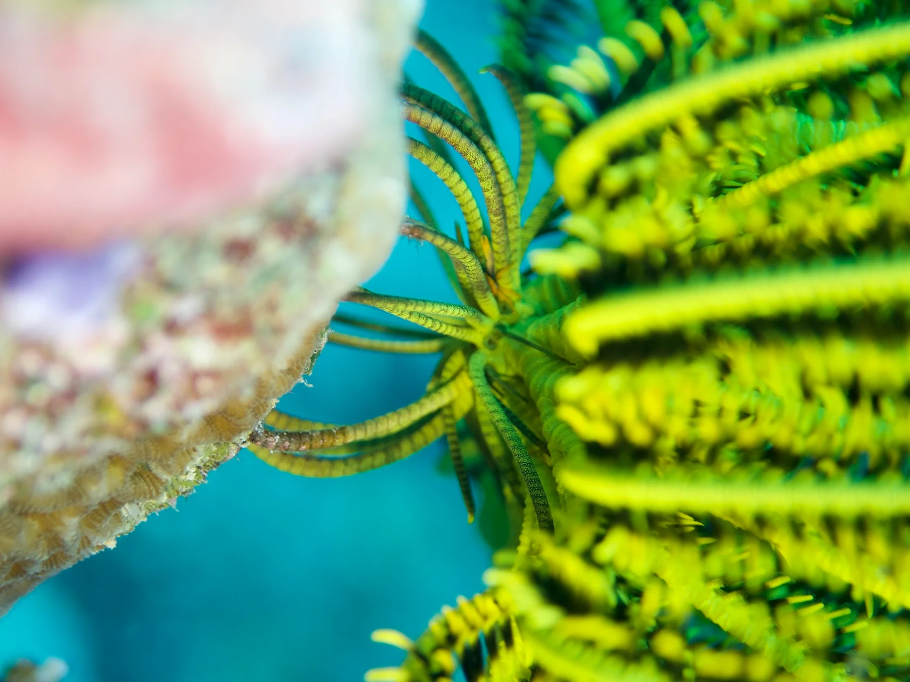 Feather star with branching arms underwater