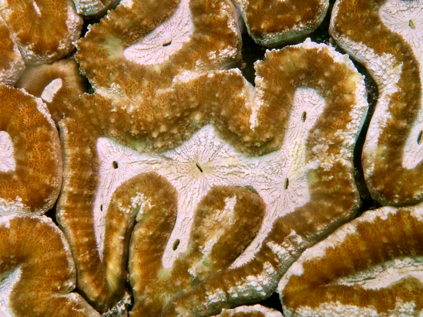 Close-up view of lobed cactus coral polyps
