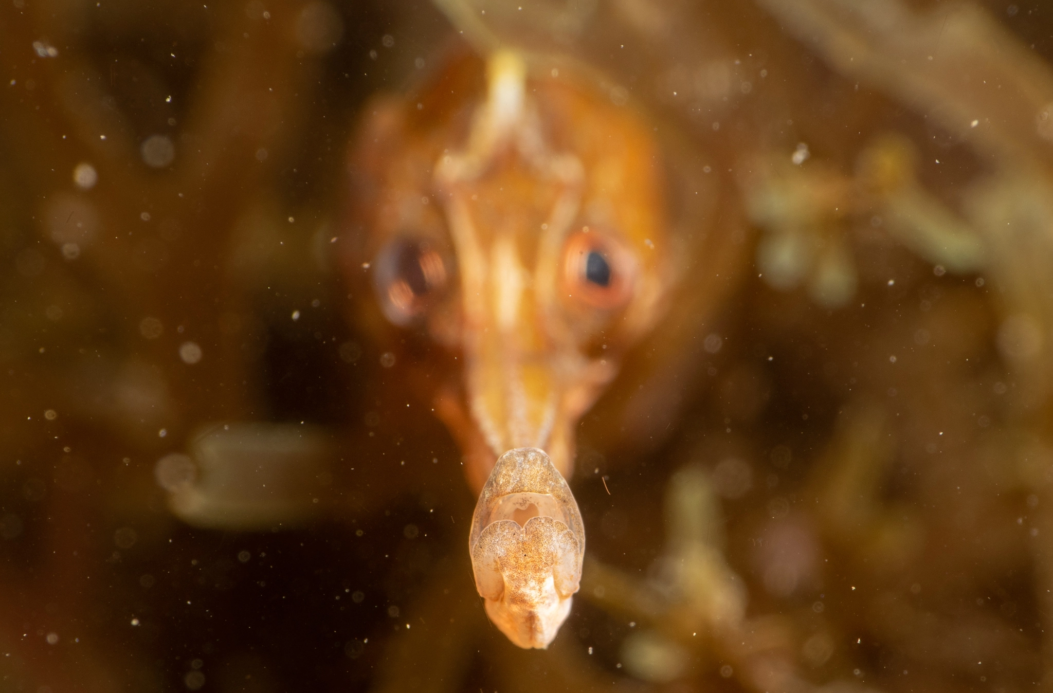 Close-up mouth of a pipefish