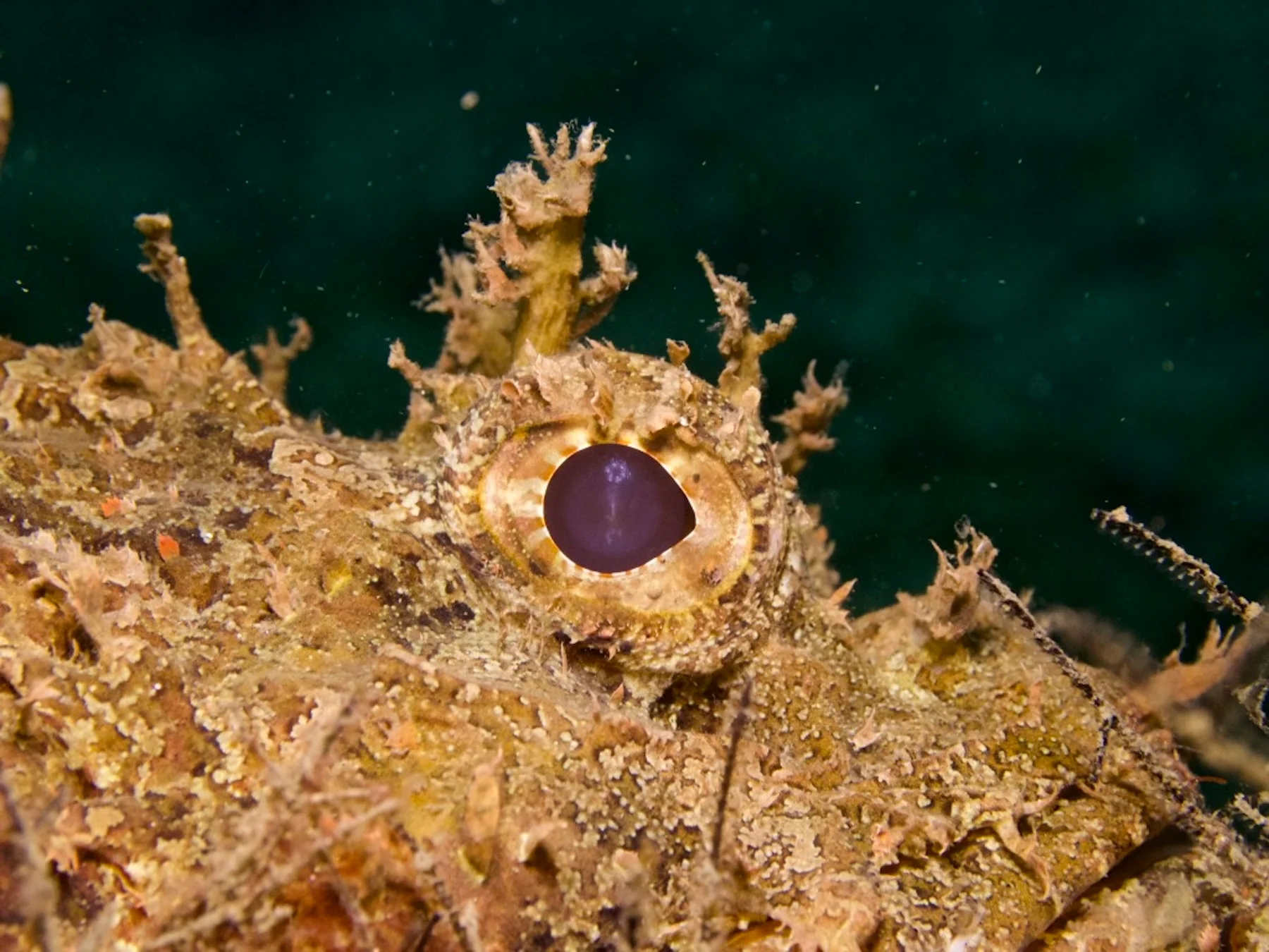 Camouflaged scorpionfish resting on a reef