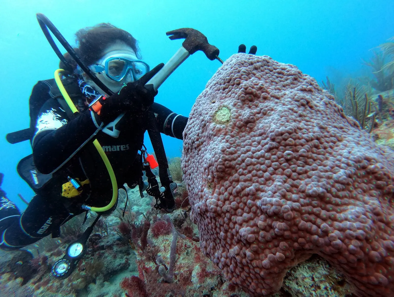 Tagging coral colonies for use in my master's research