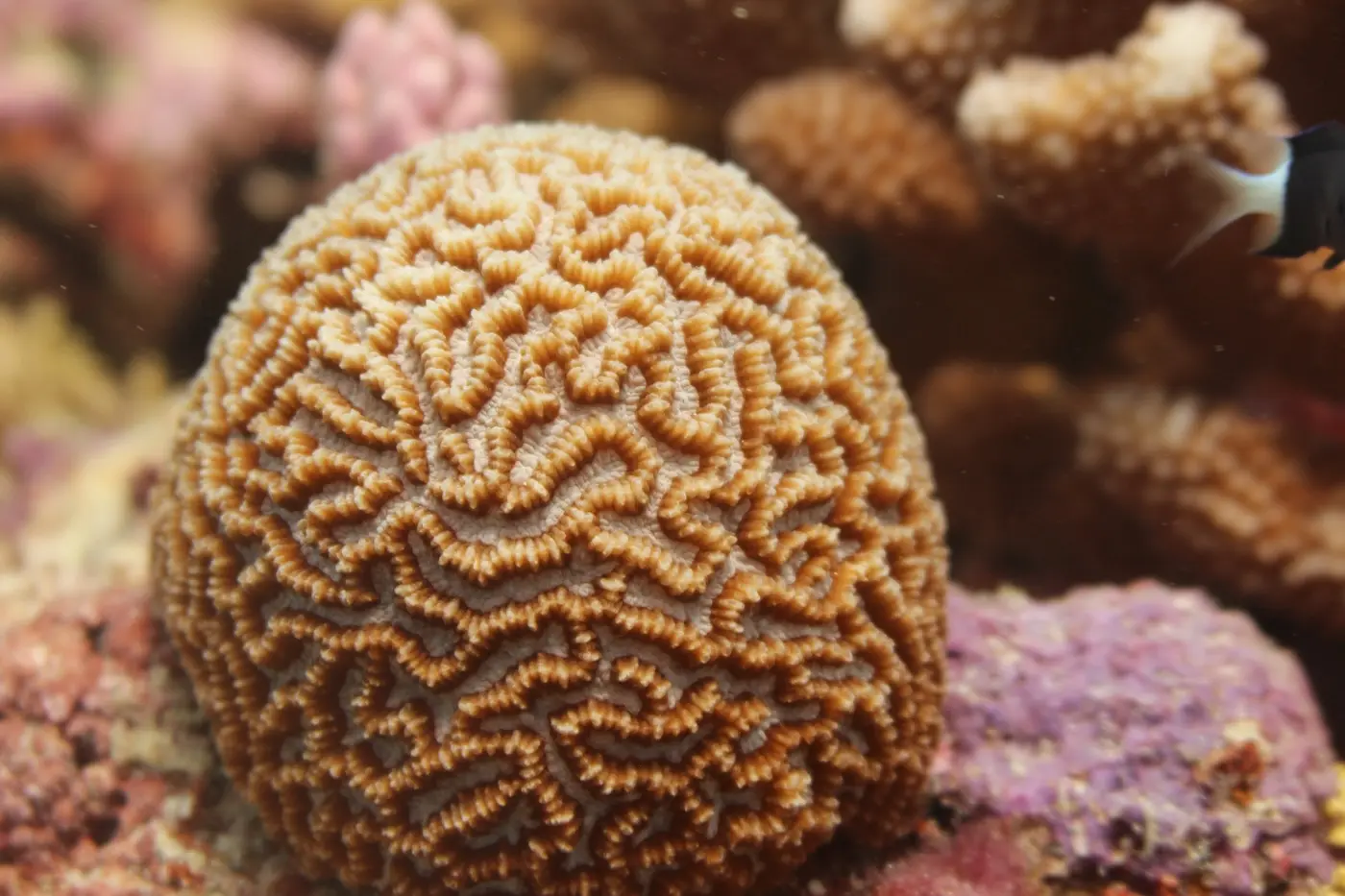 Platygyra brain coral on Kiritimati island