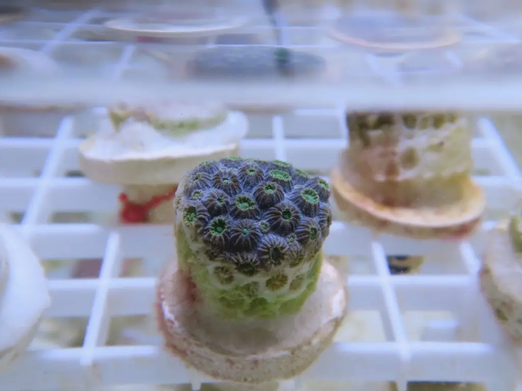 Coral fragments used in experimental heat stress research