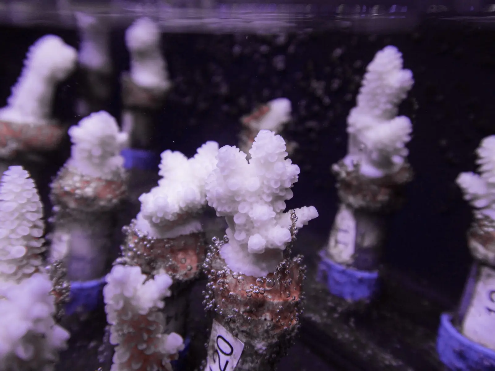 Coral fragments used in experimental heat stress research
