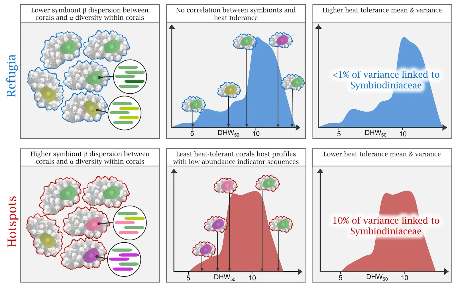 Graphical abstract summarising the publication