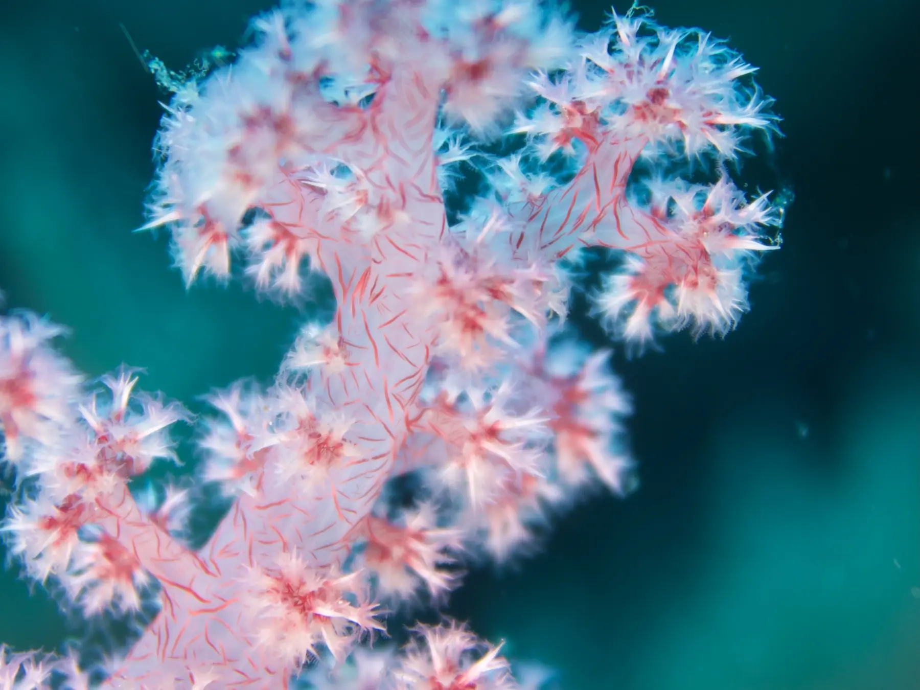 Underwater fieldwork in Palau