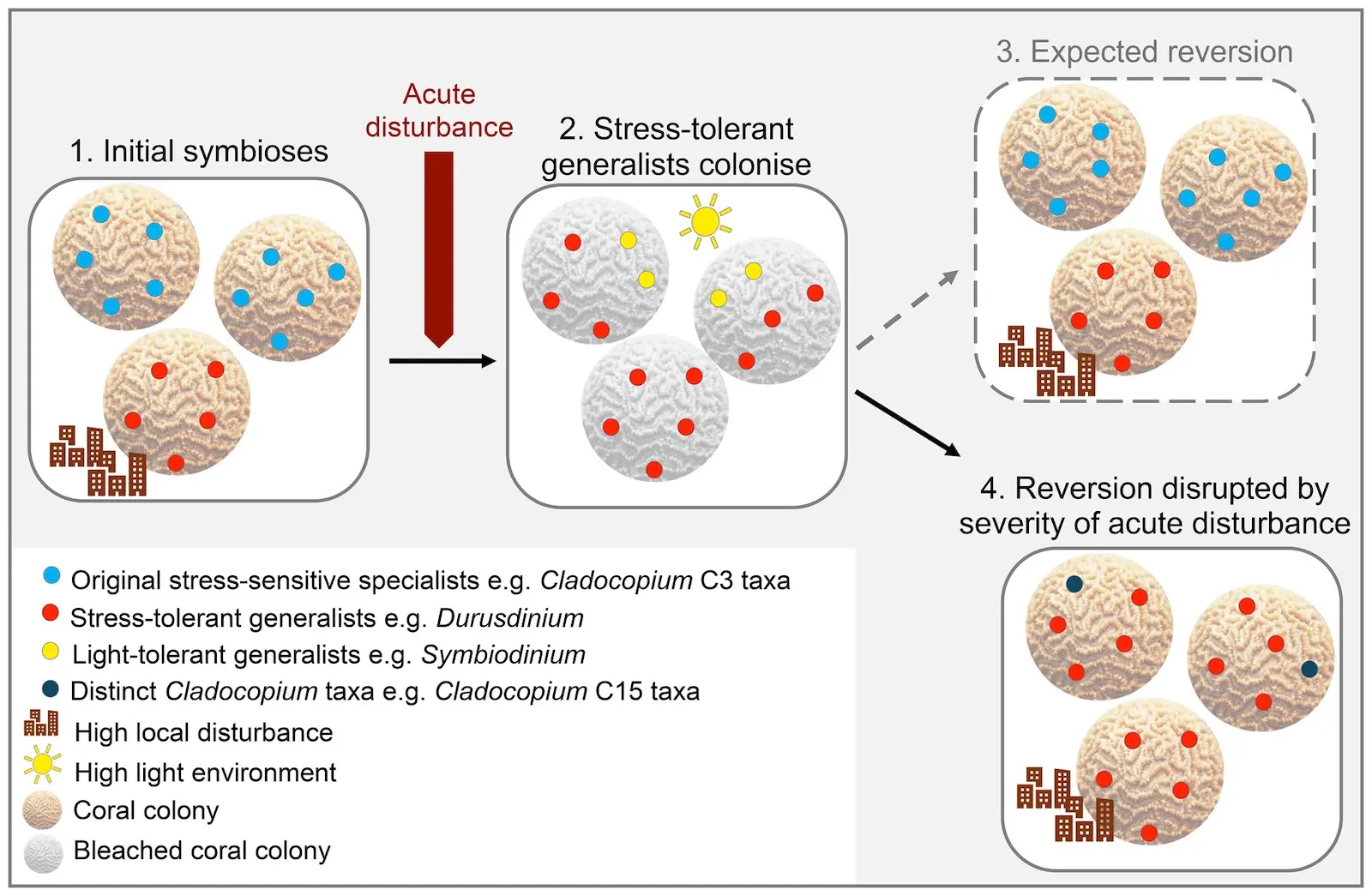 Graphical abstract summarising the publication