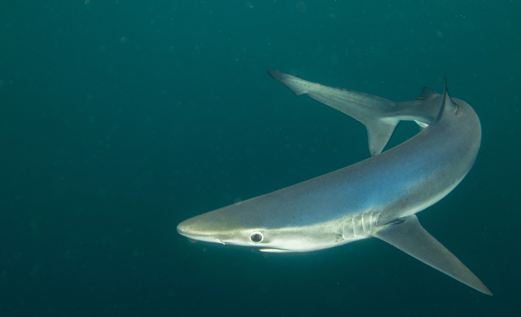 Blue shark