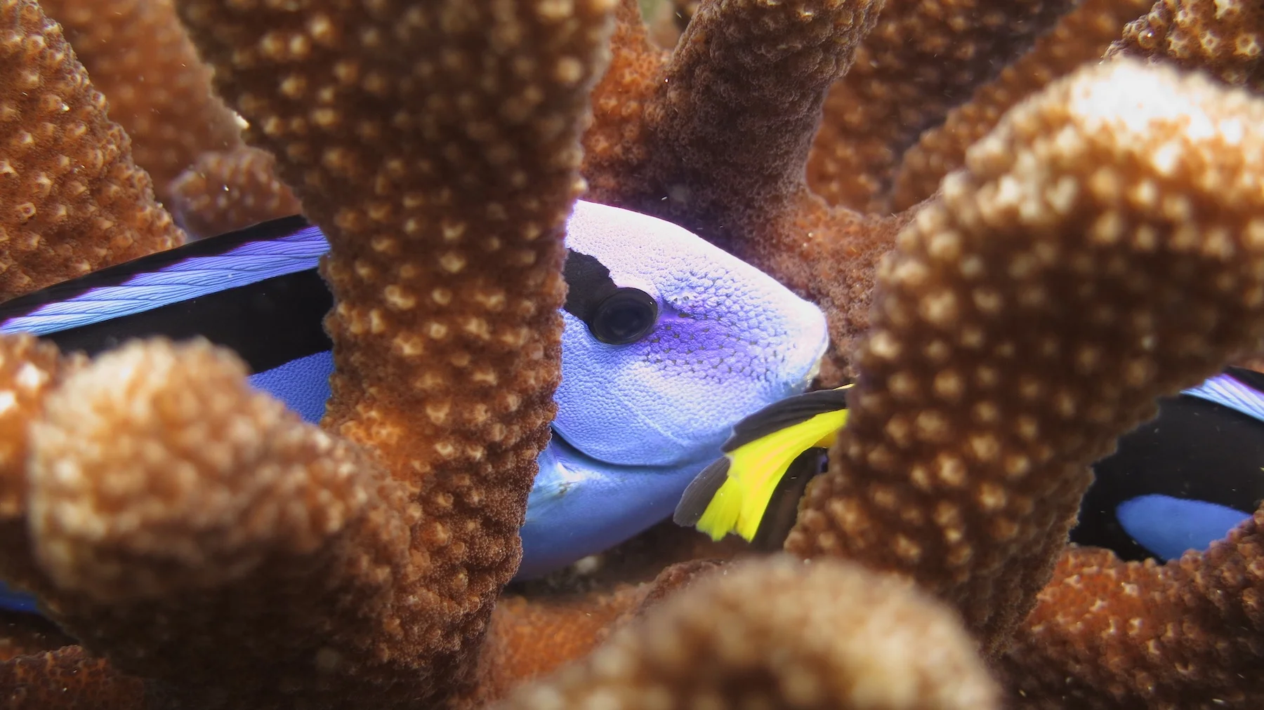 Blue tang swimming underwater