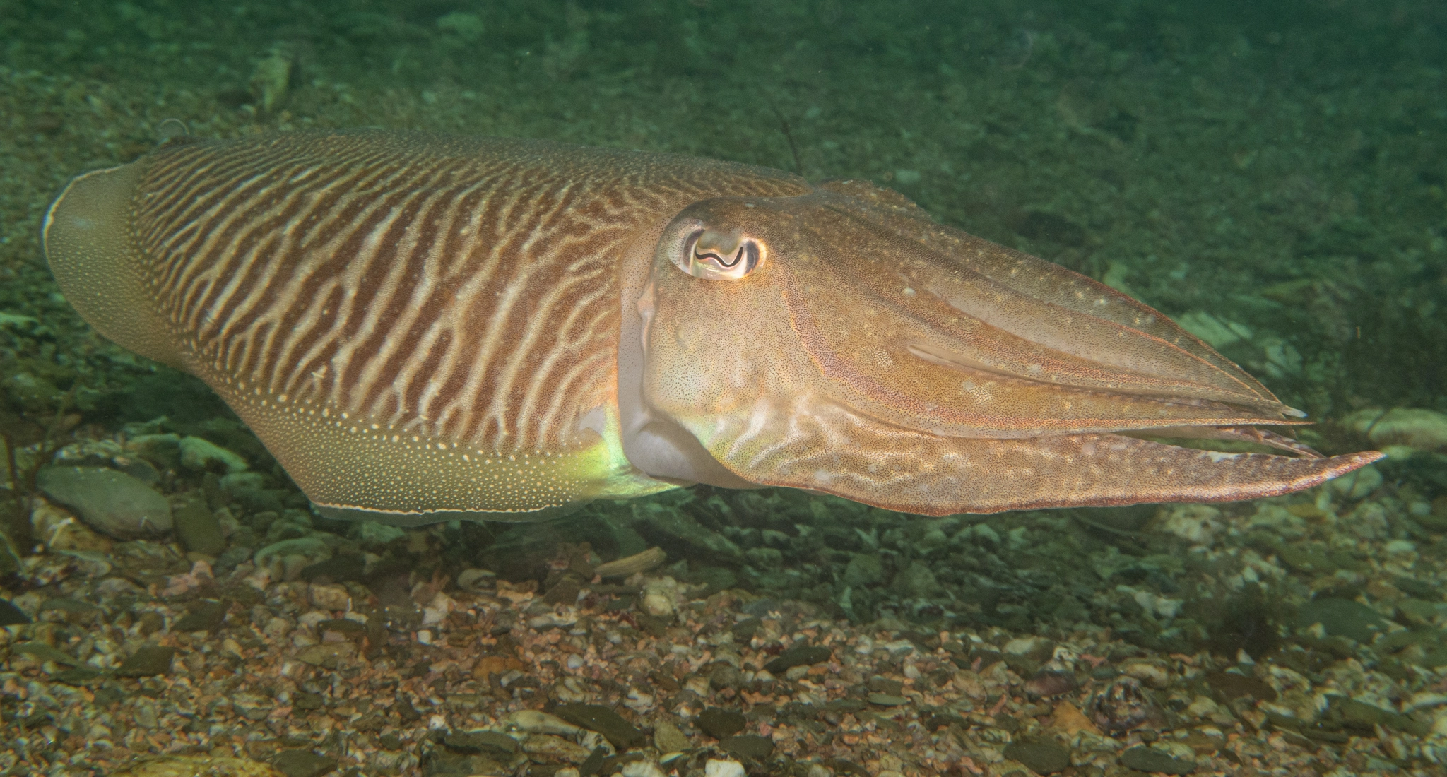 Cuttlefish