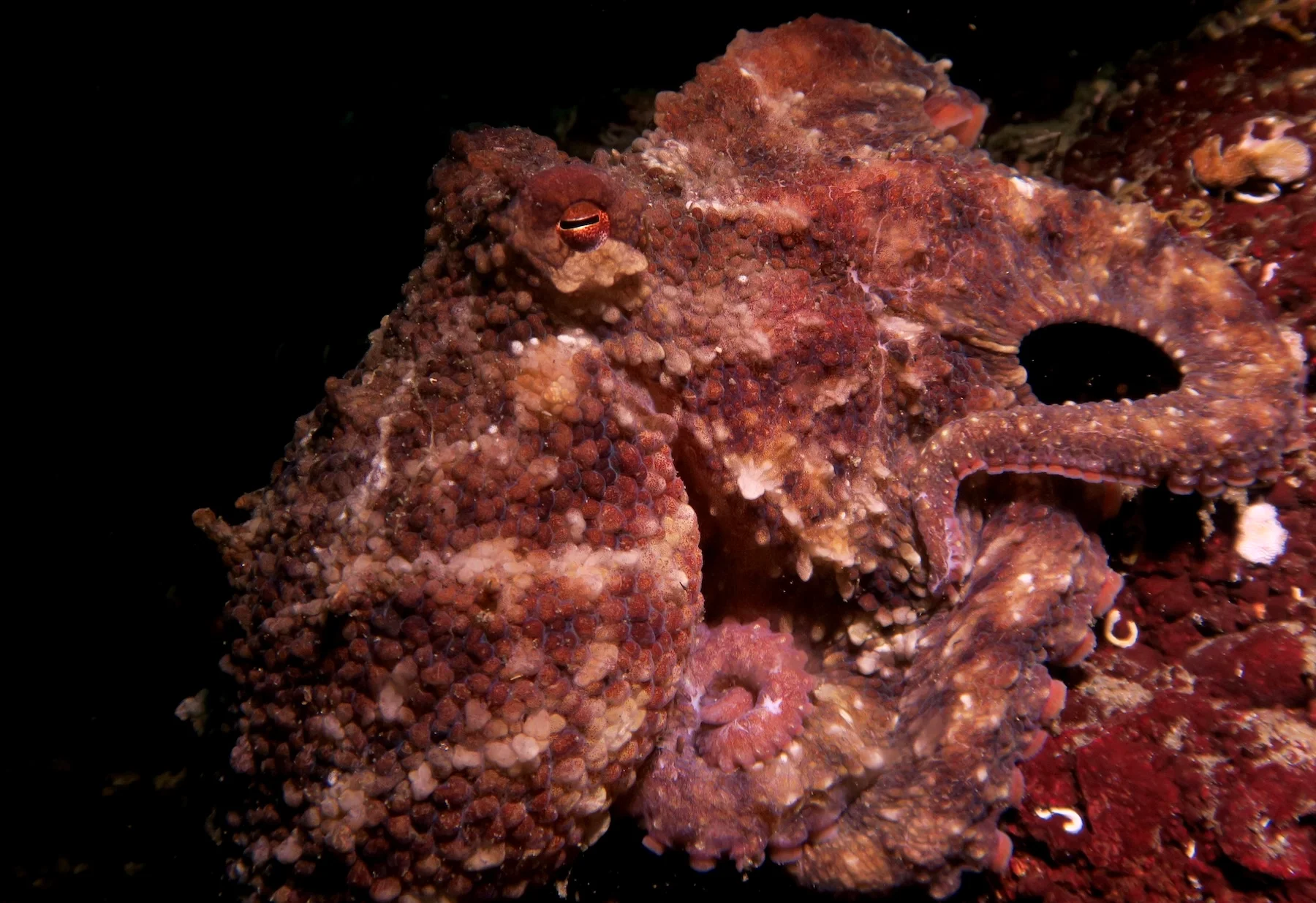 Giant Pacific octopus camouflaged against a rocky reef