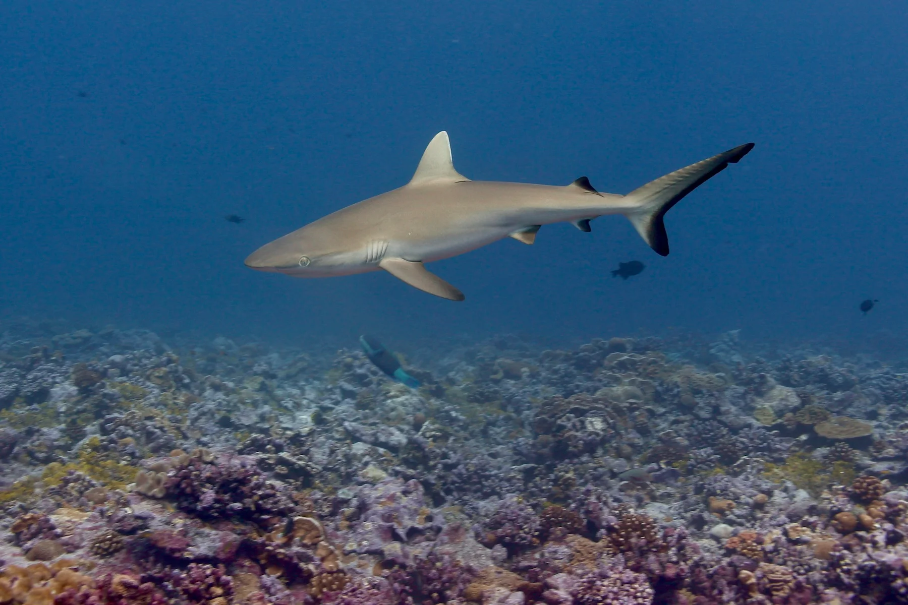 Grey reef shark swimming over a sandy seabed