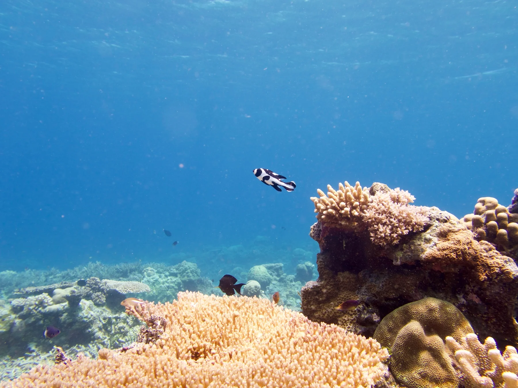 Juvenile sweetlips swimming over a reef