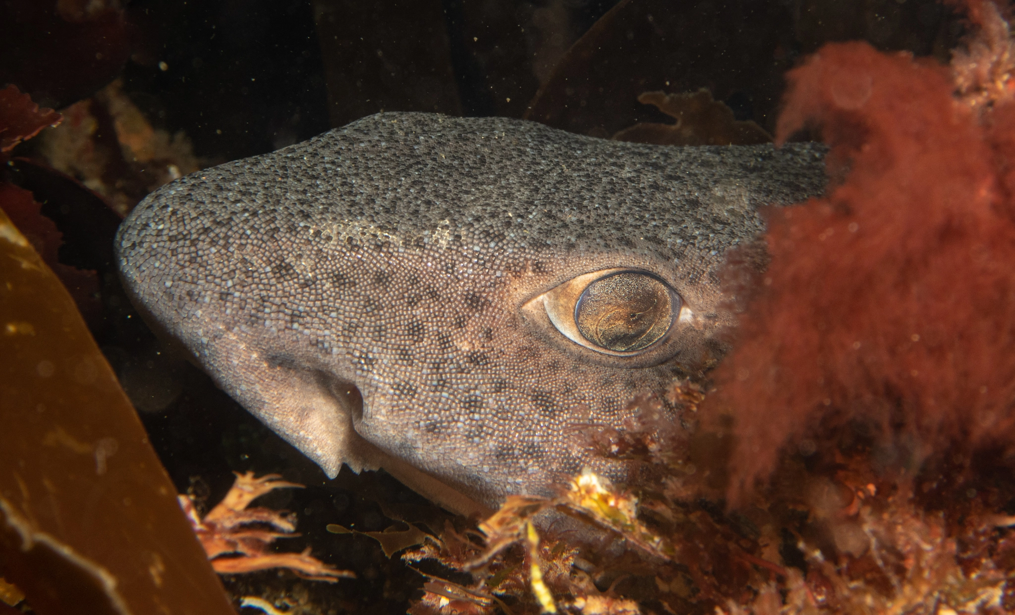 Nursehound shark