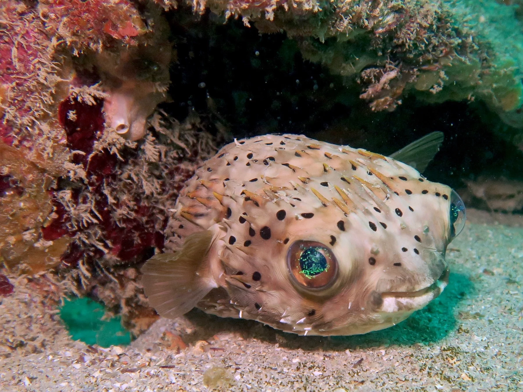 Porcupine pufferfish resting beside a reef