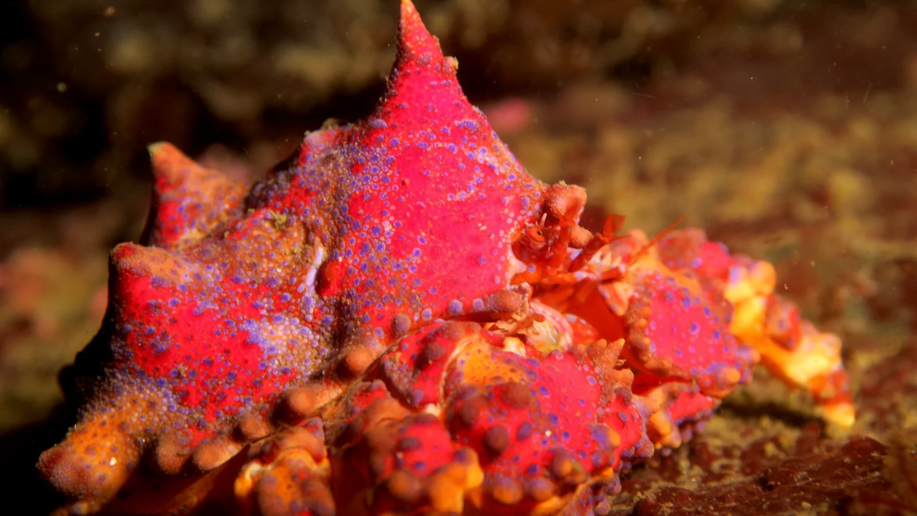 Colourful crab on a rocky reef