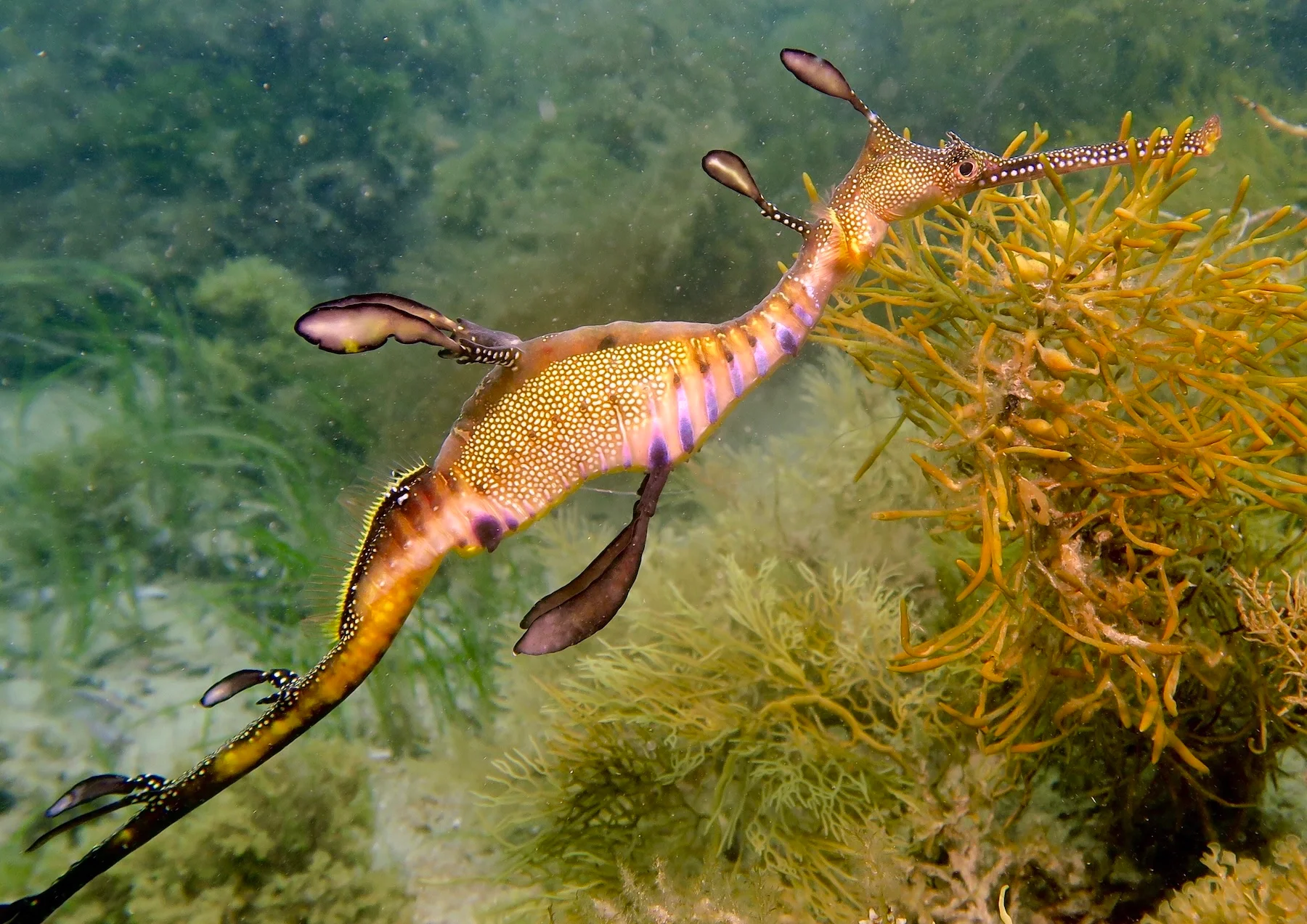 Weedy seadragon