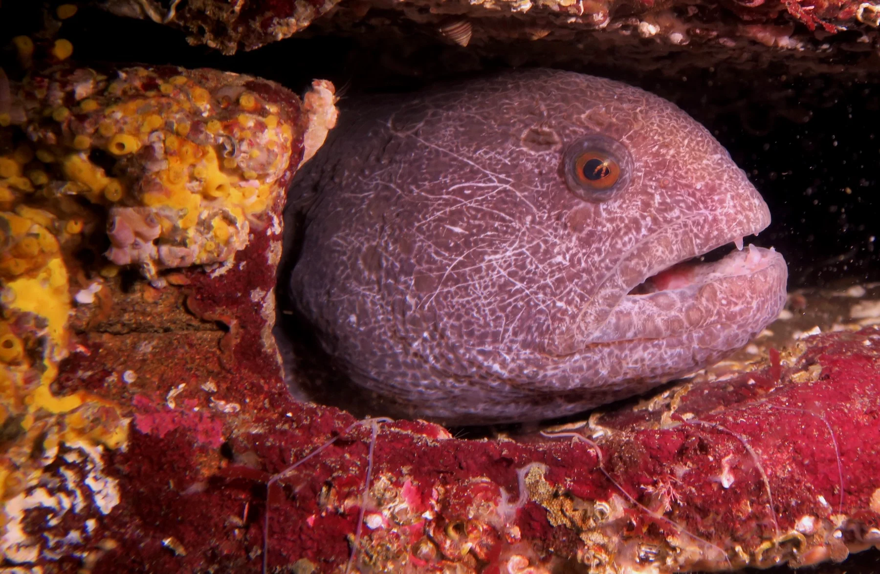 Wolf eel looking out from a rocky reef