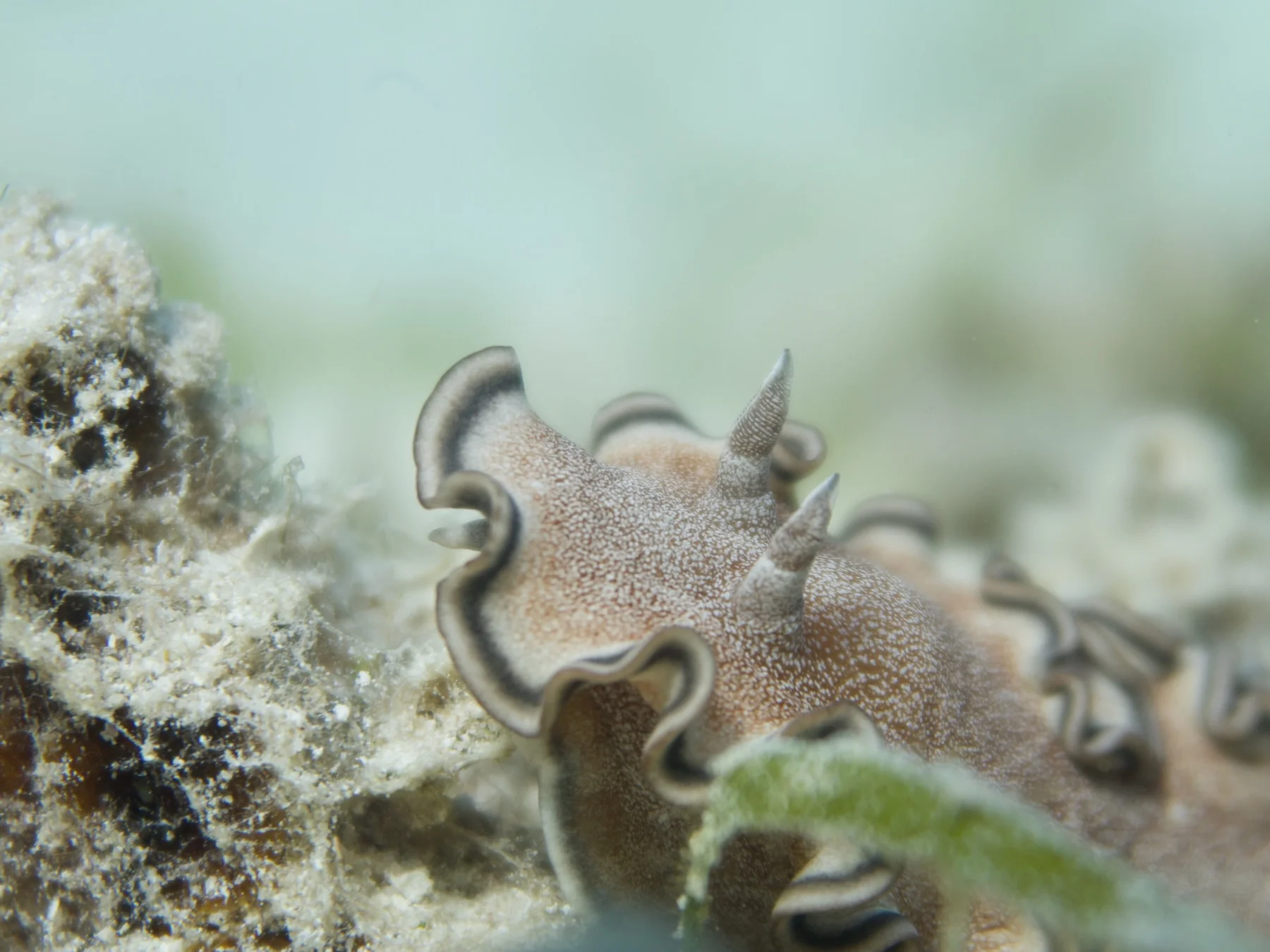 Brown nudibranch camouflaged on a reef