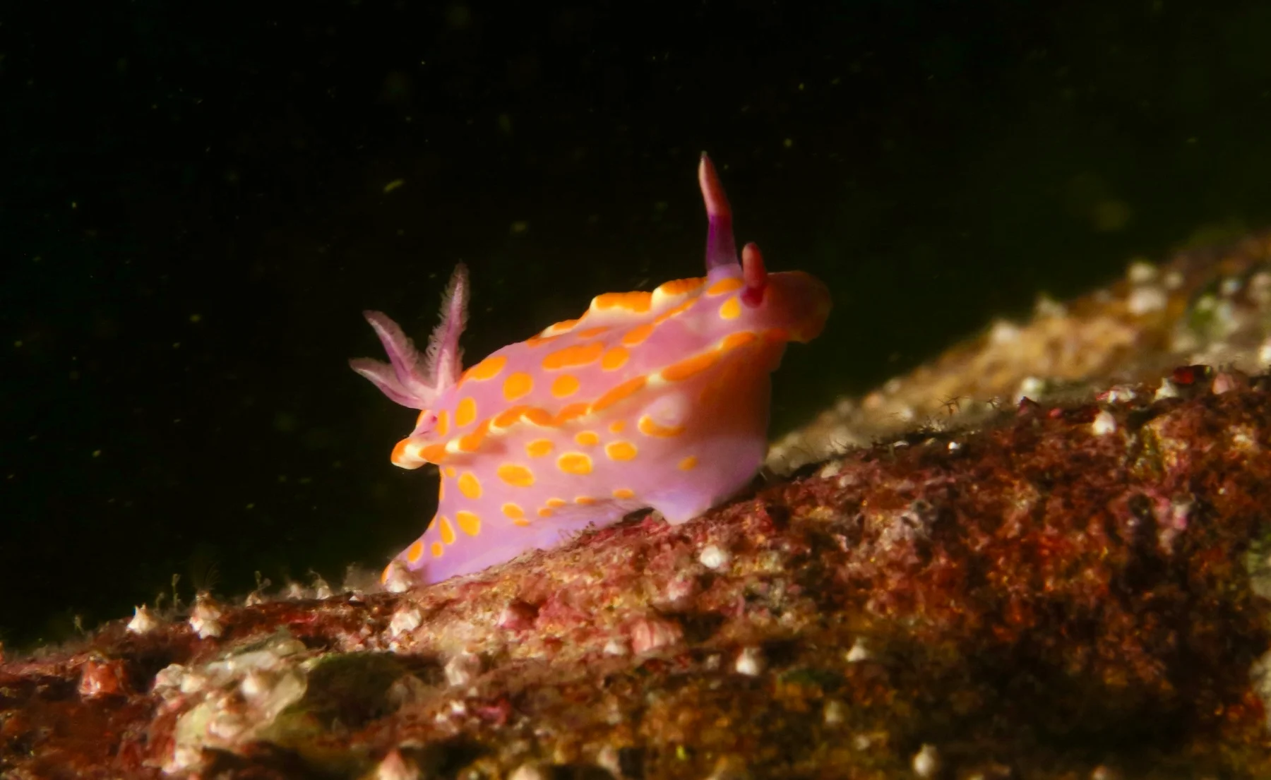 Brightly coloured clown nudibranch