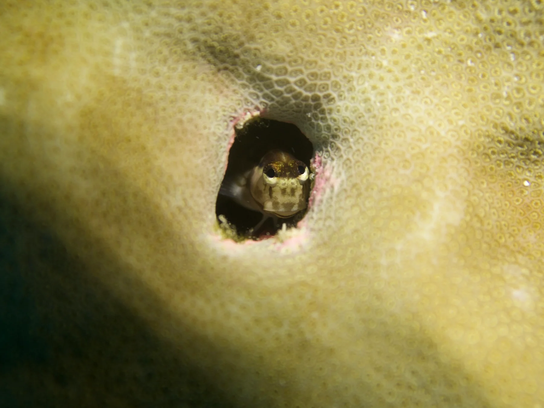 Small coral blenny in a mounding coral