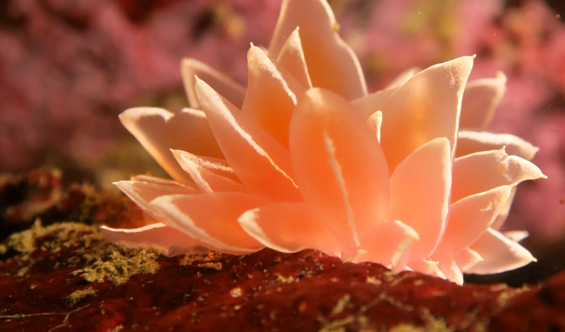 White frosted nudibranch on a reef