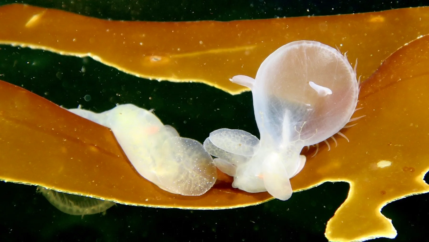 Hooded nudibranchs feeding underwater