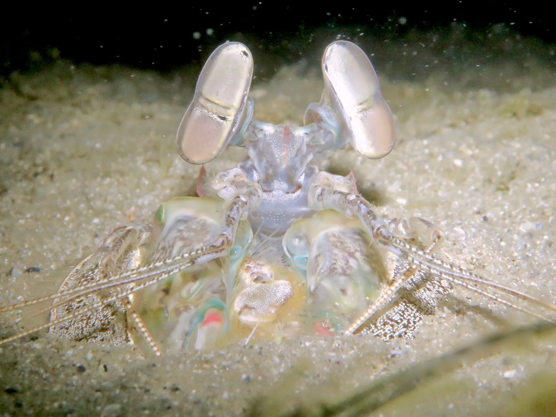 Colourful mantis shrimp peering from its shelter