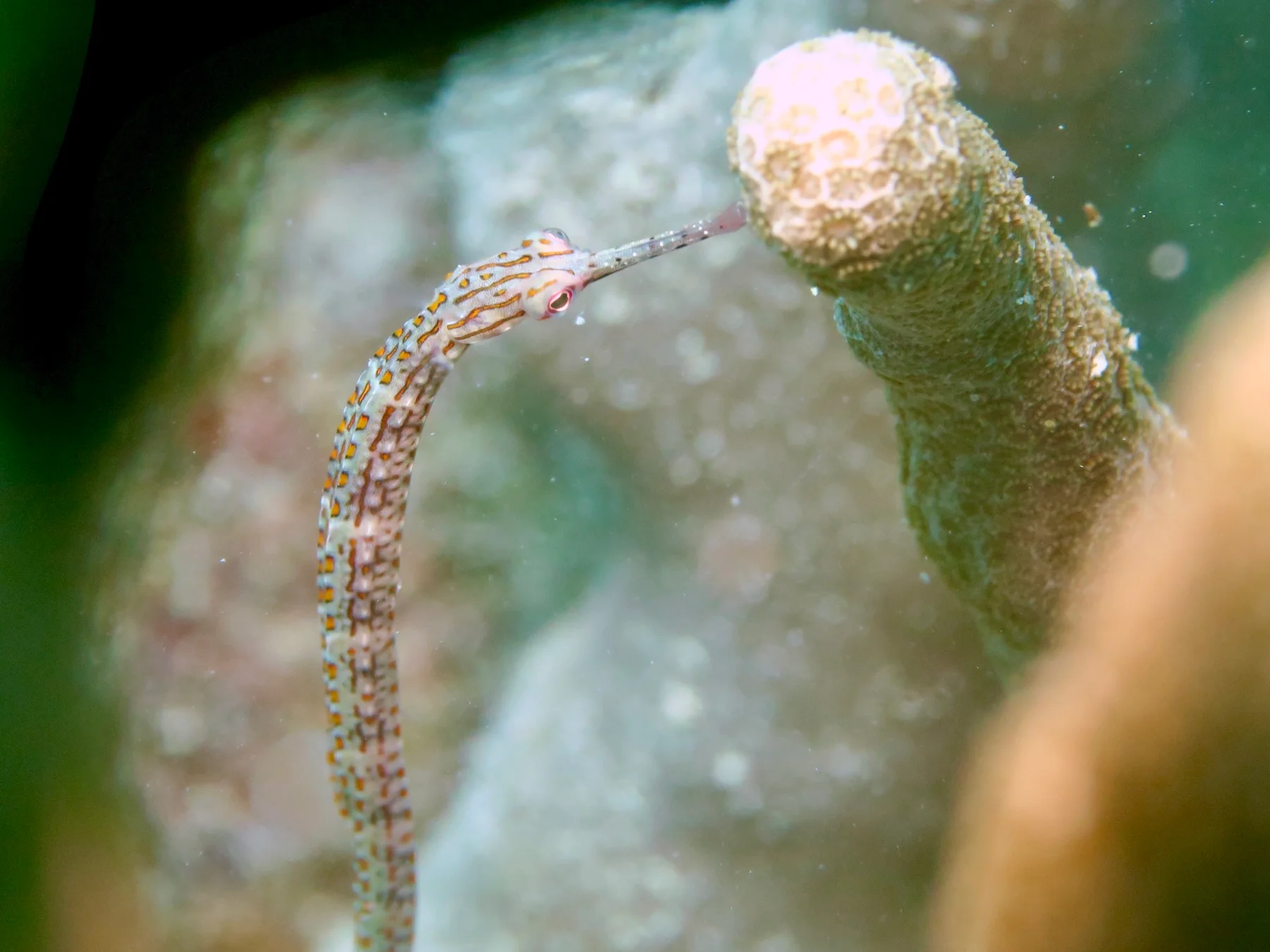 Small pipefish swimming beside coral