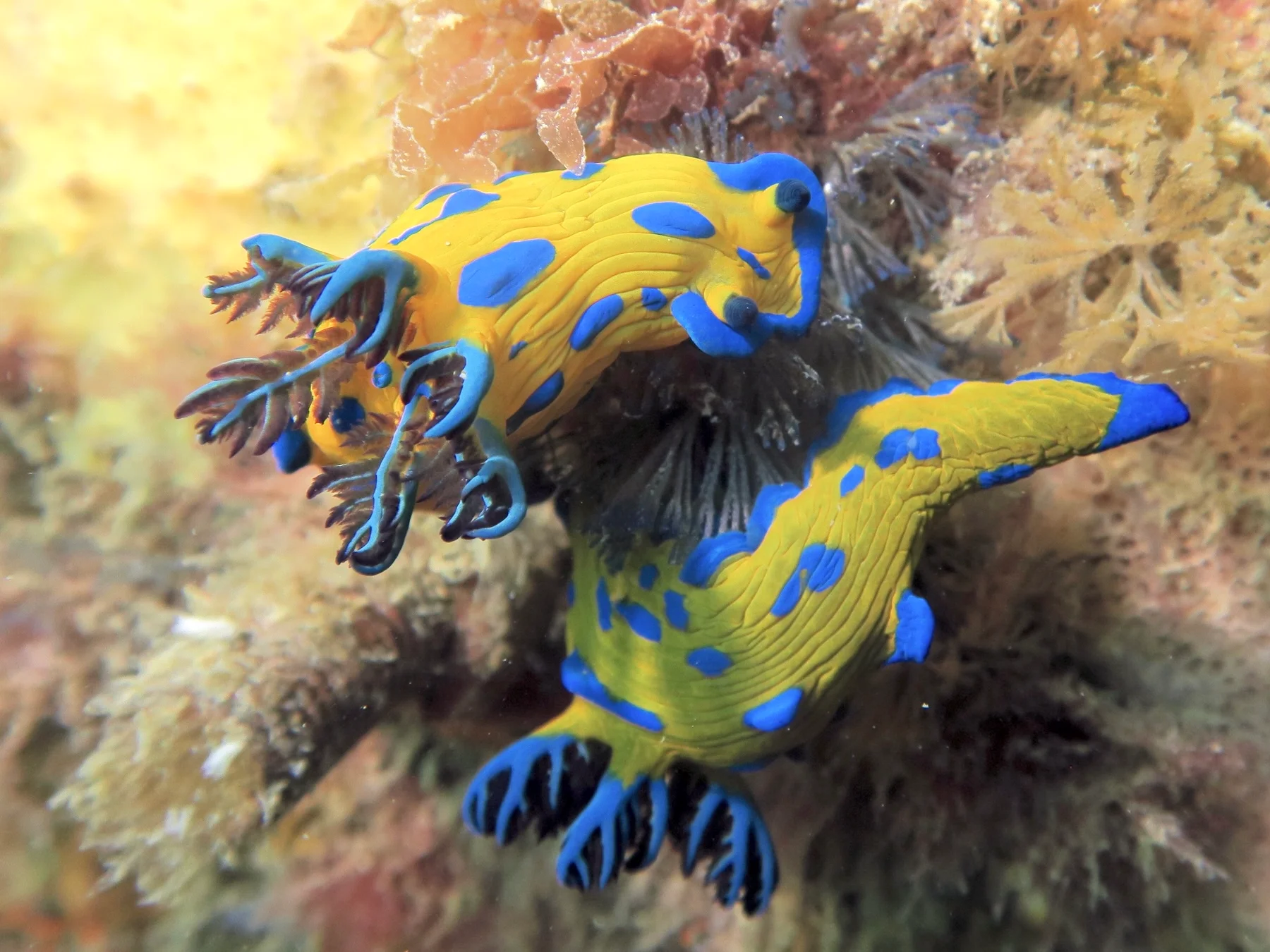 Verco's nudibranch on a rocky reef