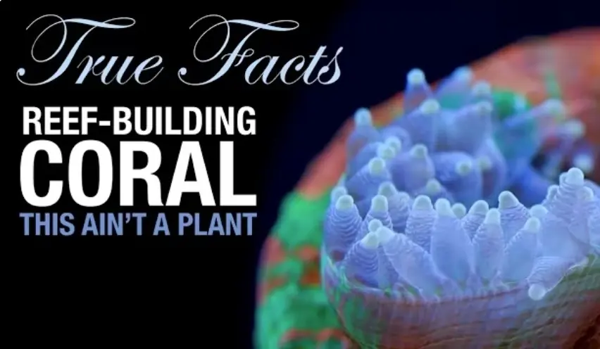 True Facts About Reef Corals
